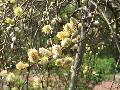 Kilmarnock Pussy Willow / Salix caprea 